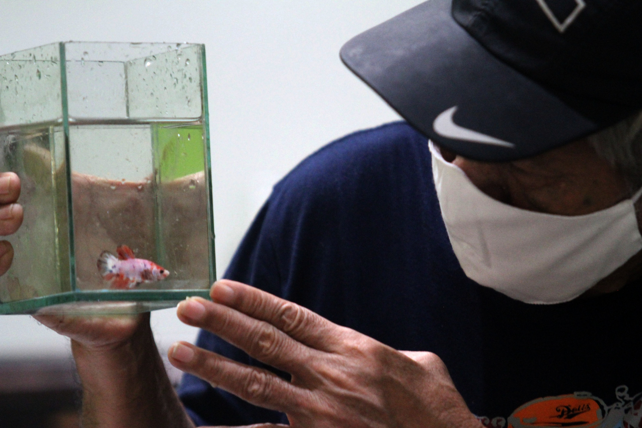 Penjual mengecek hasil budidaya rumahan ikan cupang hias untuk dijual di Perumahan Pondok Arum, Karawaci, Tangerang, Kamis, 21 Januari 2021. Foto: Panji Asmoro/TrenAsia